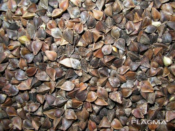 Қарақұмық тұқымы PEORIA Канадалық элиталық қарақұмық