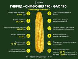 Семена кукурузы и подсолнечника