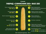 Семена кукурузы и подсолнечника - photo 3