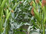 Семена кукурузы ФАО 230-450 - фото 3