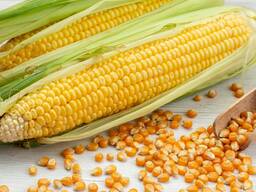 Семена кукурузы Фао-600