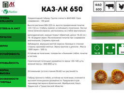 Семена кукурузы Каз-ЛК-650