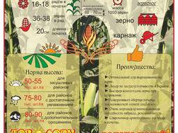 Семена кукурузы (кукуруза семенная) гибрид Почаевский 190МВ