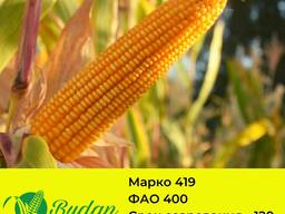 Семена кукурузы Марко-419