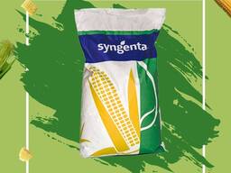 Семена кукурузы. Производство Syngenta. Си Андромеда, Си Кариока