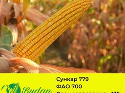 Семена кукурузы Сункар-779