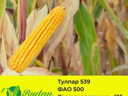 Семена кукурузы Тулпар-539