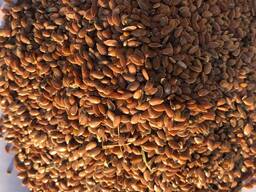 Продажа зерновых культур на экспорт с Казахстана