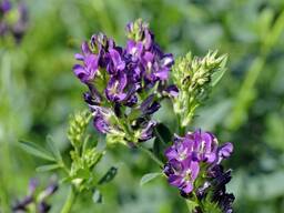 Семена люцерны РС1