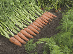Семена, морковь - Каскад F1