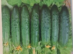 Семена огурцов