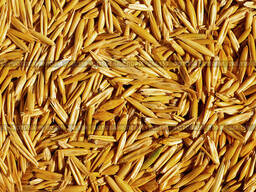 Семена овса