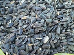 Семена подсолнечника