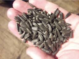 Семена подсолнечника