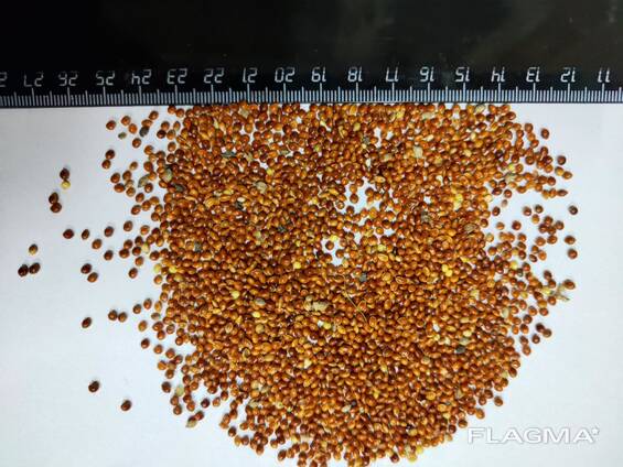 Семена проса