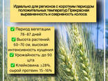 Семена: Пшеница, Ячмень, Горох. Травы: Донник, Житняк, Эспарцет, Суданка, Вика - фото 3