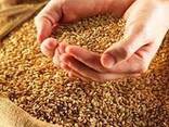 Семена пшеницы Канадский сорт двуручка OKVILL элита - фото 1