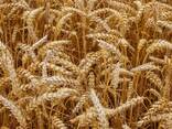 Семена пшеницы Канадский сорт двуручка OKVILL элита - фото 2