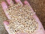 Семена пшеницы Канадский сорт двуручка OKVILL элита - фото 3