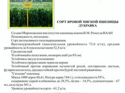 Семена пшеницы яровой