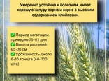 Семена пшеницы яровой мягкой: Алабуга, Ворожея, Гранни, КВС Аквилон, КВС Торидон - фото 2