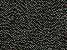 Семена рапса