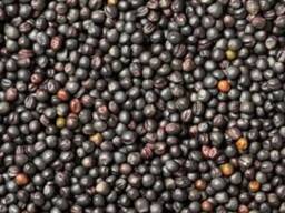 Масло рапсовое оптом