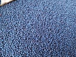 Семена рапса озимого/ гибрид MERCEDES F1