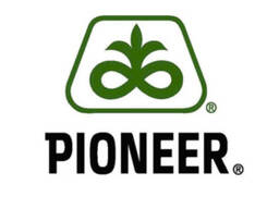 Семена рапса Pioneer PR46Н75