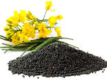 Семена рапса TWEED Bt Канадский сорт двуручки - photo 5