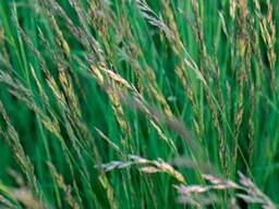 Семена Райграс Пастбищный