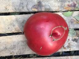 Семена розовых томатов помидор Pink Matador