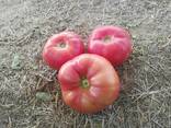 Семена розовых томатов помидор Pink Matador - фото 2