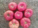 Семена розовых томатов помидор Pink Matador - фото 3
