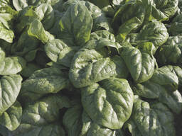 Семена шпината - Спейс F1