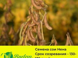 Семена сои 1 репродукции