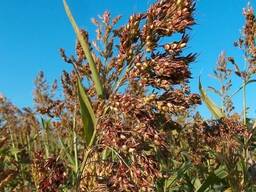 Семена Суданкской Травы(Кинельская 100, Изумрудная )