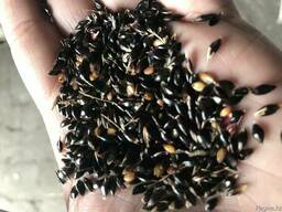 Семена, Суданская трава 1 РС ( Суданка ) Семена суданки