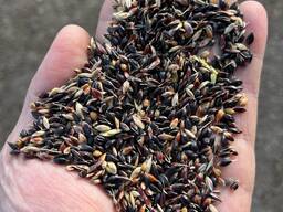 Семена суданской травы