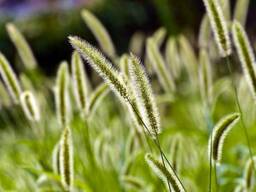 Семена Тимофеевки Луговой