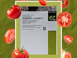 Семена томатов Лоджейн F1 "Enza Zaden" (1000 семян)