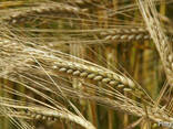 Семена ячменя канадского трансгенного сорта Bylot двуручки - фото 1