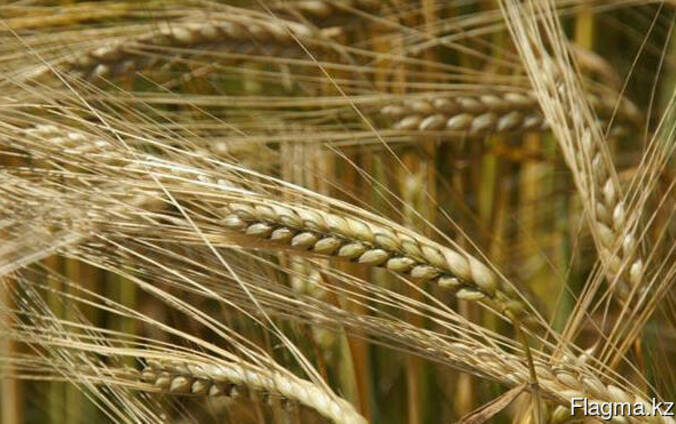 Семена ячменя канадского трансгенного сорта Bylot двуручки