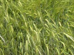 Семена ячменя - сорт Прерия