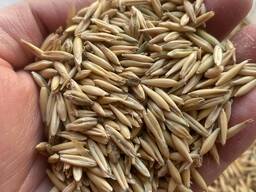 Семена зерновых культур оптом | Пшеница, ячмень, овес | Казахстан