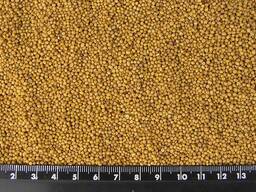 Семена желтой горчицы