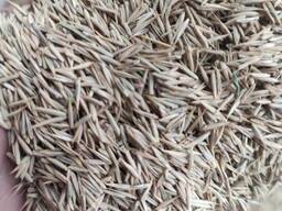 Семена житняка, урожай 2023 года.