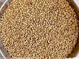 Семена:Донник(медонос, сидерат), Эспарцет, Суданка, Житняк, Вика, Козлятник, Фацелия