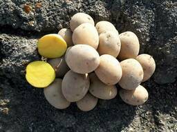 Семенной картофель (картошка) сортов Гала, Санте, Агрия