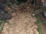 Семенной картофель (картошка) сортов Гала, Санте, Агрия - фото 6